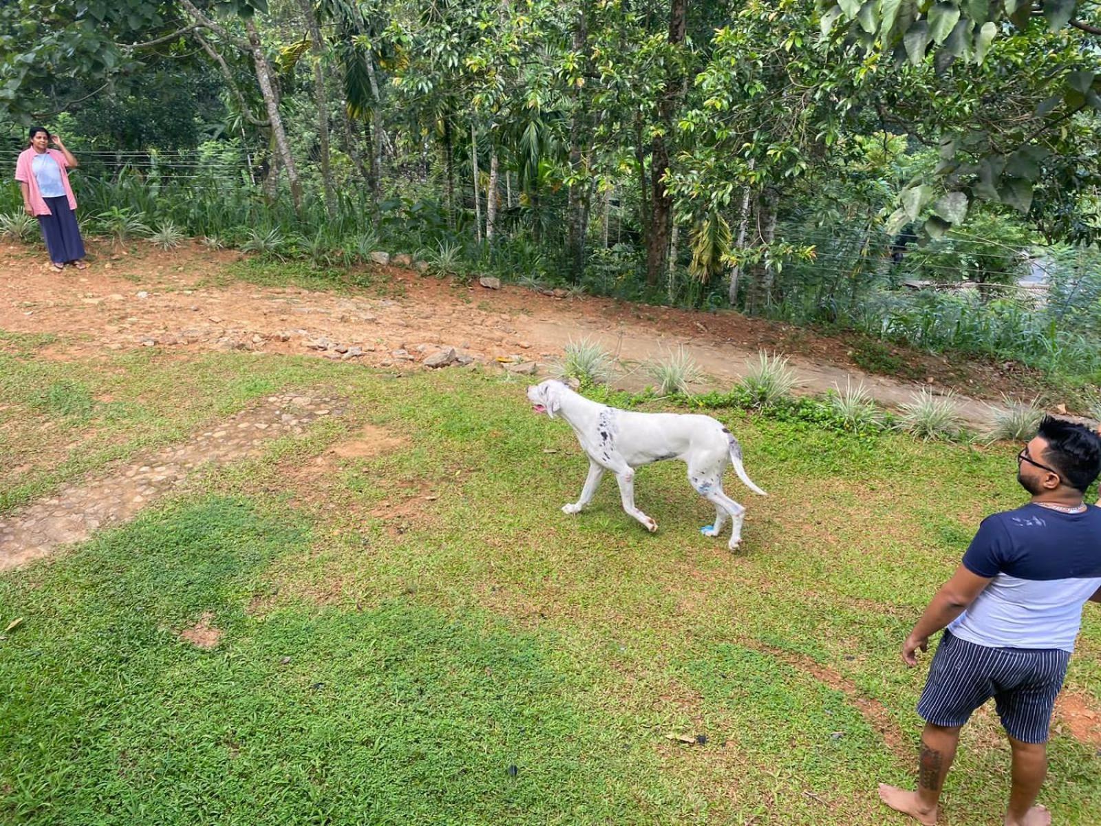 Little Wood Villa And Retreats Doluwa Kandy Eksteriør billede